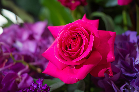 Rosen-1464